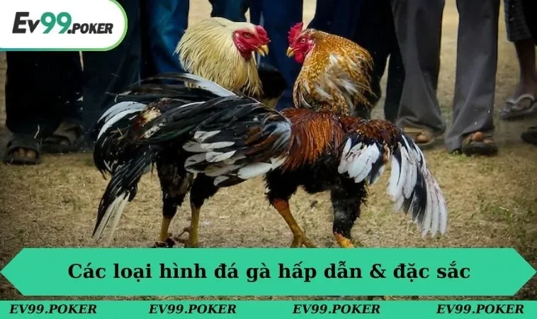 Top những loại hình chọi kê đặc sắc không thể bỏ qua